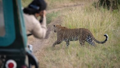 Jawai Leopard Safari Org